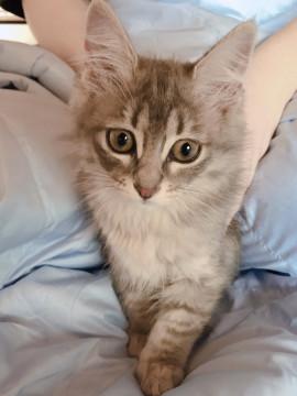 生後2ヶ月♡サバトラ長毛美猫ちゃん