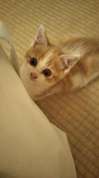 可愛すぎる 茶白の男の子