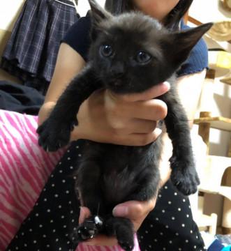 幸運の黒猫ちゃん、男の子　女の子