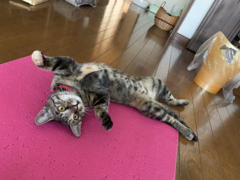 キジトラ アトラちゃんの里親さん募集！
