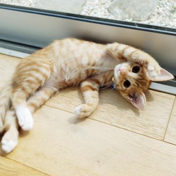 人が大好き！とっても優しく育ちました♪