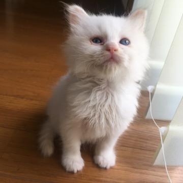 真っ白の甘えん坊さん