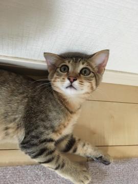 背中にも乗っちゃう！あまあま男の子