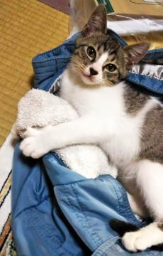 優しい男の子レンくん♪里親募集中です！！