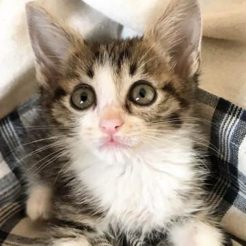 抱っこ大好きハルくん♪里親募集中です！！