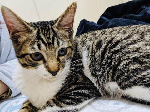 キジシロ♂子猫ちゃんの里親さん募集