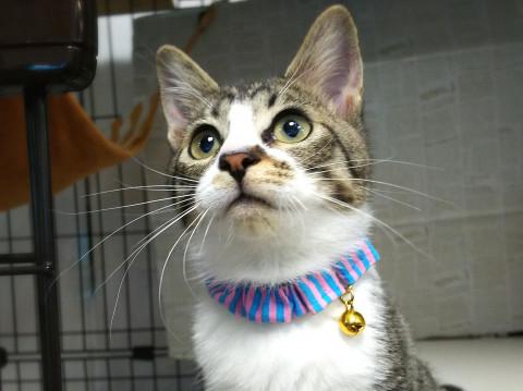 ちっちゃくて可憐な☆おはなちゃん