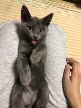 ロシアンブルー？綺麗な子猫  動あります
