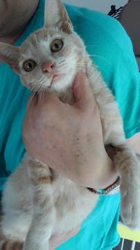 ミルクティ色のスタイル美人