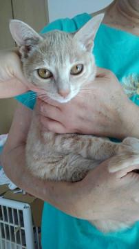 スマートなミルクティ美猫