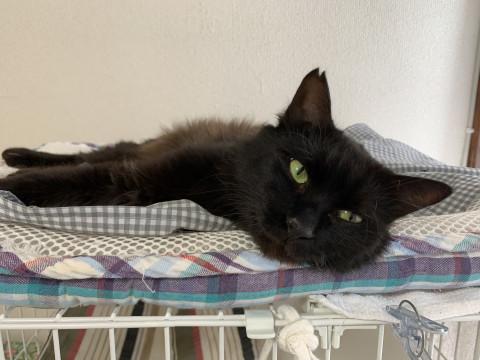 ちょっと臆病者さ！