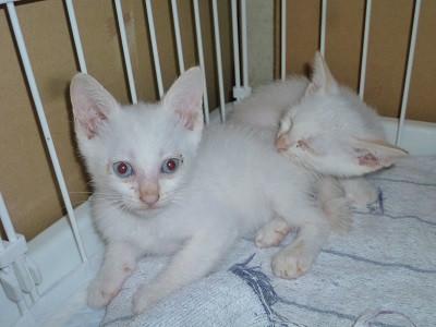 とても可愛いブルーアイの赤ちゃん猫！