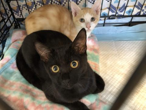 人懐こいボンヤリな黒猫男子