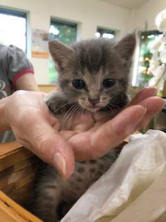 タントくん、元気にミルクをゴクゴク