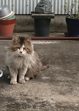 長毛キジ白雄 ふーちゃん