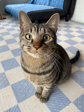 兎に角穏やか人馴れ馴れキジ柄男の子