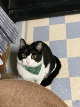 ゴロゴロ喉鳴らし甘えん坊男の子