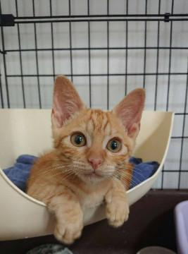 可愛い3ヶ月の茶トラくん