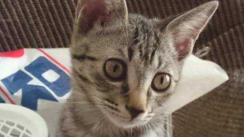 8匹兄弟を見送り最後に残った賢いお姉ちゃ