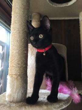 保健所行き免れた 黒猫ちゃん❤