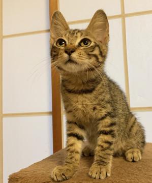 2.5ヶ月☆人懐っこい子猫ちゃん☆ムギ♂