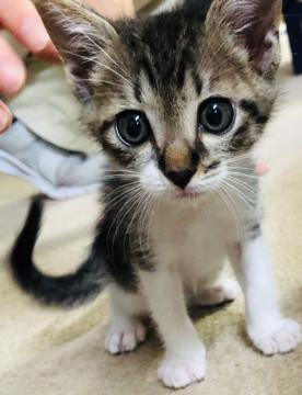 2ヶ月☆ミルクから育てられた☆ボゥくん♂