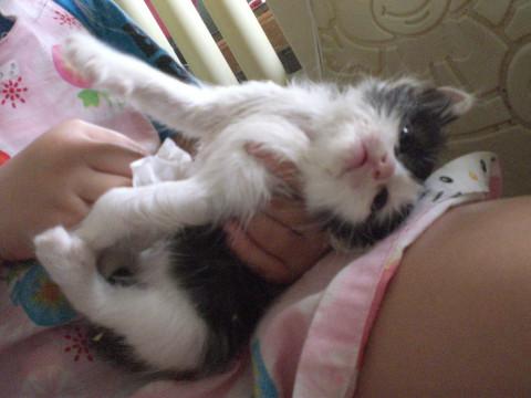 人間大好き！ヤンチャな生後一カ月美猫！
