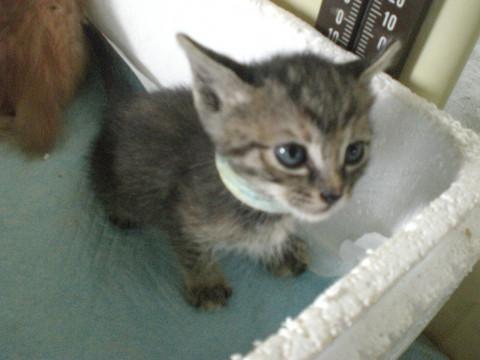 お転婆さん！生後一カ月美猫！