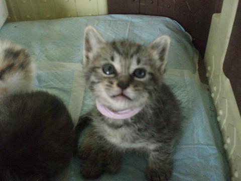人大大好き！生後一カ月美猫！