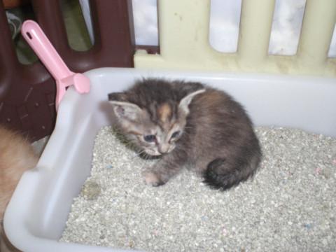 人猫大好き！生後１か月美猫！