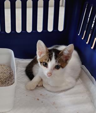 処分間近 可愛い シロキジちゃん