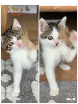 朝陽と夕陽  小さな天使達