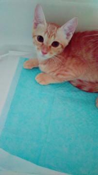 正式譲渡♥天（テン）