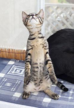 タッチも上手トラ猫ちゃん