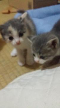 赤ちゃん3匹とスコティッシュのママ