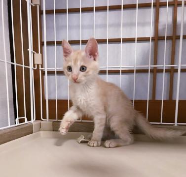 ふわふわ仲良し三兄弟～薄茶～