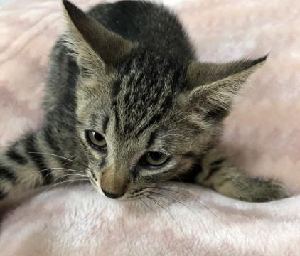 ちょこちょこ活発甘え男子。