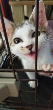 なでて～！が止まらない甘ったれ王子