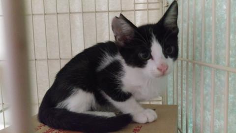 去勢手術済み！ハチワレ坊や【六花】りっか