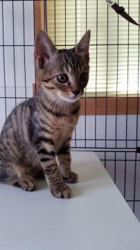 キジトラ男の子☆3兄弟と黒猫里親募集中