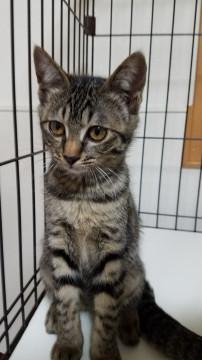 キジトラ女の子☆3兄弟と黒猫里親募集中