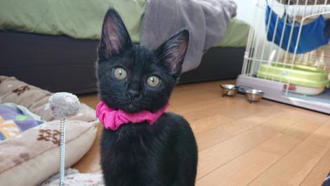黒猫の子猫 飼いやすい子です