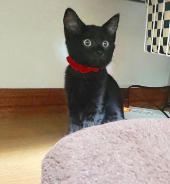 黒猫の子猫 ゴロゴロニャン
