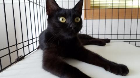 黒猫のお母さん★子猫も里親募集中