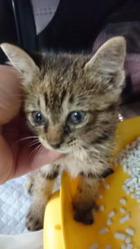 よくなつくムギワラ色のの女の子