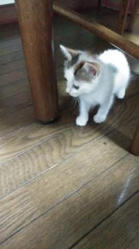 生後1ヶ月のミケ猫ちゃん