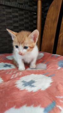 生後1ヶ月の茶白ちゃん