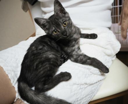 性格花丸！甘えん坊の子猫さん♪