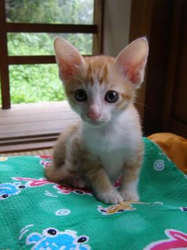 雄の子猫です。どなたか貰って下さい。