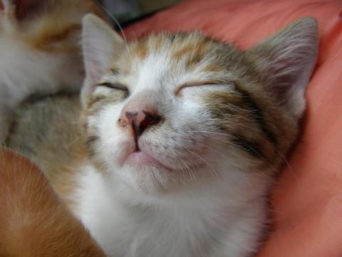 メスの子猫です。どなたか貰って下さい。